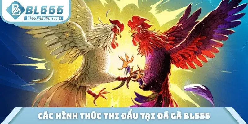 Các hình thức thi đấu tại đá gà BL555